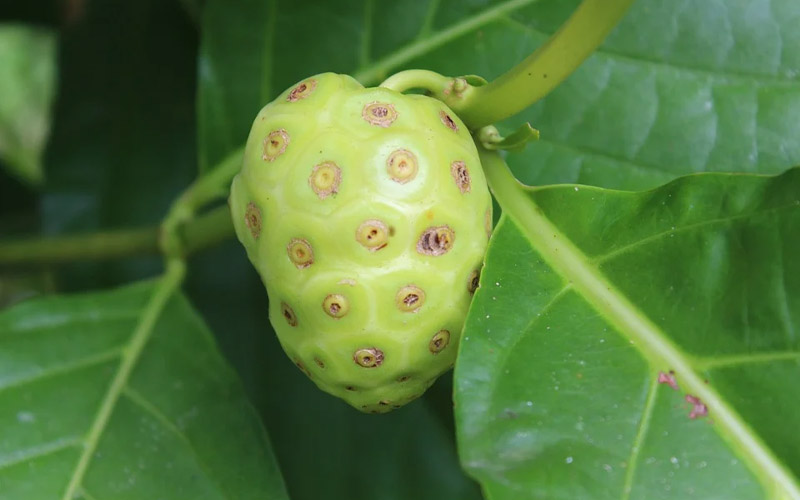 Noni Fruit: History, Benefits, and Easy Recipes