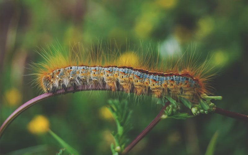 Why You Should Drown These Insects When You See Them