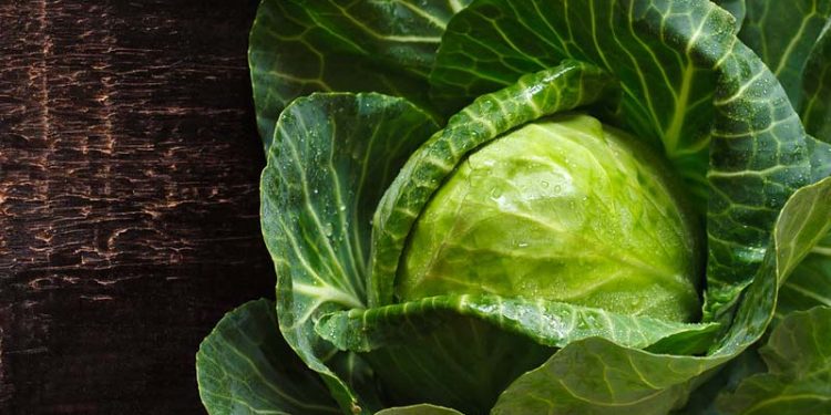 Here’s Why You Should Be Putting Cabbage Leaves on Your Chest