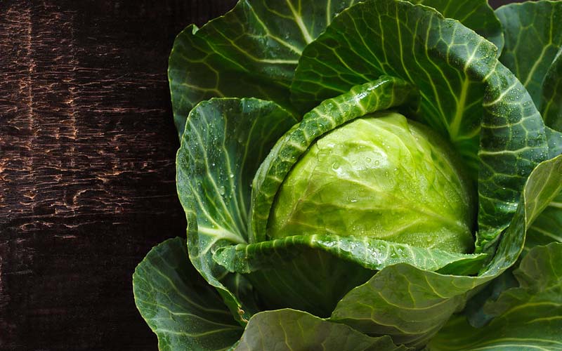 Here’s Why You Should Be Putting Cabbage Leaves on Your Chest