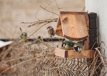 Listening to Birds Can Help Alleviate Depression, New Research Found