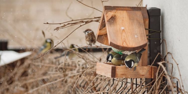 Listening to Birds Can Help Alleviate Depression, New Research Found