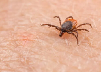 If You’re a Northeast Resident, Read This Disease Warning Now!  