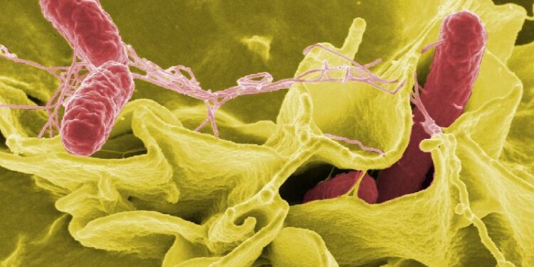 Symptoms of the Salmonella Outbreak That Spread in 34 States