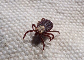 Top 4 Symptoms of a Fatal Tick-Borne Disease, Per the CDC