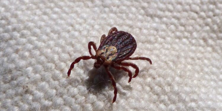 Top 4 Symptoms of a Fatal Tick-Borne Disease, Per the CDC