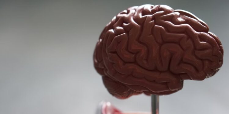 10 Food Options You Should Avoid to Maintain Your Brain Health