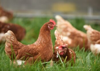 6 Symptoms of the Two Cases of Bird Flu in Humans in the United States
