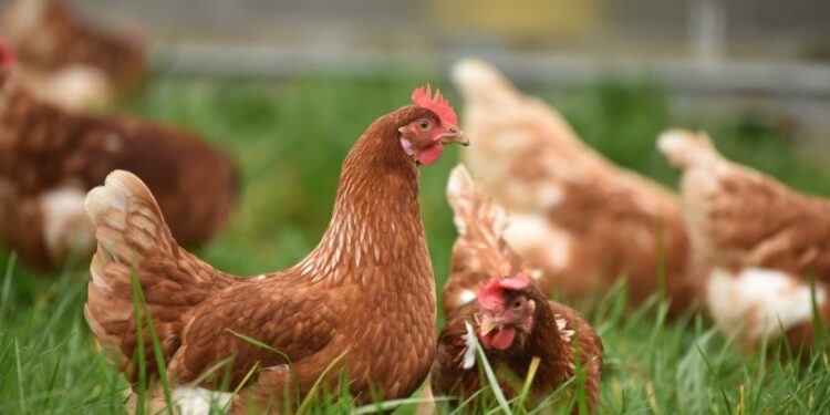 6 Symptoms of the Two Cases of Bird Flu in Humans in the United States